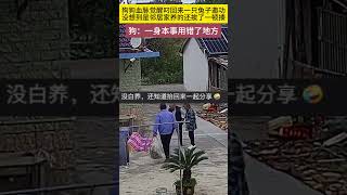 狗狗血脉觉醒叼回来一只兔子邀功，没想到结局尴尬了 萌宠 搞笑 宠物生活 [upl. by Yuzik]