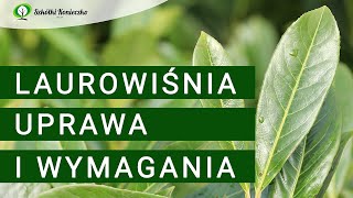 Laurowiśnia  Uprawa Wymagania Odmiany Prunus laurocerasus Laurowiśnia na Żywopłot Zimozielony [upl. by Newmann798]