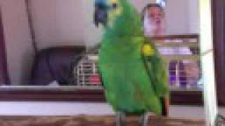 Harry the Talking Parrot [upl. by Townie651]