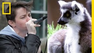 Lemur Sounds  Beatboxing  Sick Beats for Conservation  National Geographic [upl. by Kessiah]