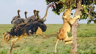 Tragic Lion Angry Mother Ostrich Kicks Lion Up Tree To Protect Her Cubs Ostrich Vs Lion [upl. by Jervis928]