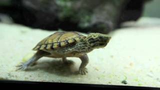 Stripeneck Musk Turtle  Pt 2 [upl. by Otrebmuh]