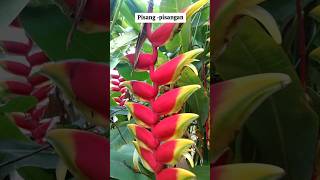 tanamanhias Tanaman hias pisangpisangan Heliconia rostrata [upl. by Mohn]