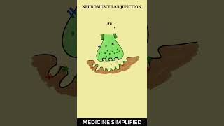 Neuromuscular Junction  Neuromuscular Junction structure  Neuromuscular Junction Physiology [upl. by Downall]