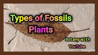 Types of Fossils Plants botanywithyoutube [upl. by Eiznekcm134]