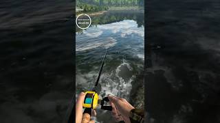 Trucha Marmorata De Trucha fishingplanet pesca videojuegos fishing pescadeportiva fish [upl. by Arabeila]