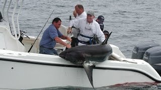 Shark Fishing  New England  480lb Thresher Shark [upl. by Eednim]