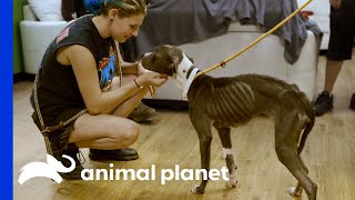 Most Emaciated Dog Tia Has Seen Makes Joyful Recovery  Pit Bulls amp Parolees [upl. by Cass]