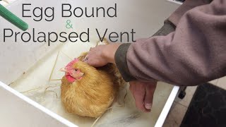 What we did to help our chicken that was egg bound with a prolapsed vent  Backyard Chickens [upl. by Trela835]