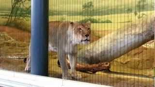 Lion Roaring at Lincoln Park Zoo [upl. by Davy]