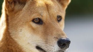 13 Wild Facts About Dingoes [upl. by Bigford686]