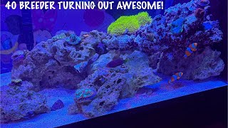 Just got a new maxima clam in my aquarium [upl. by Mairem899]