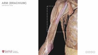 Anatomy of the Upper Limb Arm  Anterior View [upl. by Florella162]