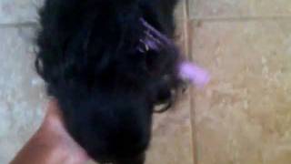 Funny Dog Hair brush gets stuck in dogs ear fur [upl. by Larok]