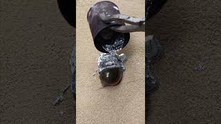 Casting Melting Aluminum into Shells out of Scrap Perfect Restore shorts viralvideo reels [upl. by Roarke]