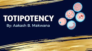 What is Totipotency [upl. by Hauck]