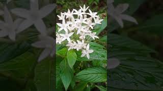 Pentas plant flowers garden gardenflowers [upl. by Brocky]