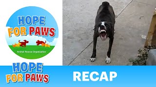 Hope For Paws  Recap rescue [upl. by Ardnuek832]