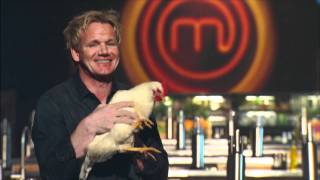 MASTERCHEF GORDON RAMSAY vs CHICKEN [upl. by Yrannav]