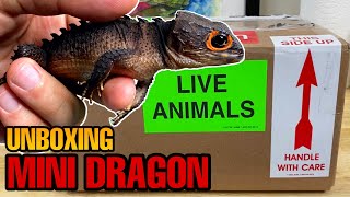 UNBOXING MY NEW MINI DRAGON REDEYED CROCODILE SKINK UPDATE [upl. by Nauqram]