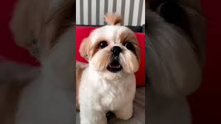 Shih Tzu Barking dog doglover pets dogs puppy puppybarking petworld pet viralvideos 4viral [upl. by Hartzel]