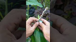 AMAZING DOUBLE ROOTSTOCK GRAFTING [upl. by Kally]