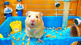 Hamster Escape the Pop It Maze for Pets in Real Life 🐹 Hamster Maze [upl. by Okubo883]