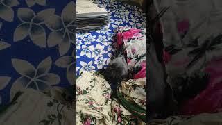 Pigeon 🚿  Mera kabutar nahake heater mein so raha hai sorts shortvideo pigeon kabutar [upl. by Grey]