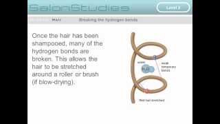 The Internal Chemical Bonds of Hair [upl. by Burnard]