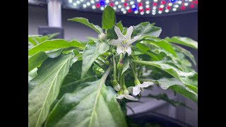 How To Pollinate Peppers Indoors  Easy and Cheap Method [upl. by Ardnasella]