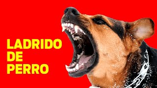 LADRIDO DE PERRO Perros ladrando muy fuerte [upl. by Nelo]