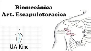 Biomecanica Articulacion Escapulotoracica [upl. by Seravat]