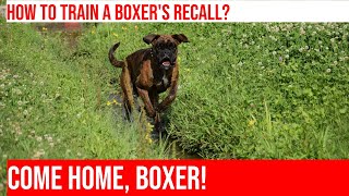 Teach Your Boxer to Come When Called OffLeash Recall Training [upl. by Hermina296]