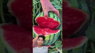 Amazing Fresh Giant Watermelon Cutting Skills shorts [upl. by Aiciled659]