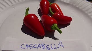 ⟹ Cascabella Pepper  Capsicum annuum  Pod Review [upl. by Yenffad]