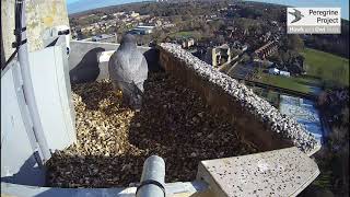 2021 Norwich Cathedral Peregrines [upl. by Aihtnys]