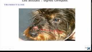 Les aoûtats chez le chien et chat  Trombiculose  signes et traitements [upl. by Nies]