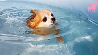 Cute Chihuahua Dogs Having Fun in a Swimming Pool [upl. by Brandenburg]