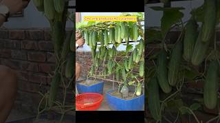 Learn to Grow 40 CUCUMBER on One Vine [upl. by Gillie]