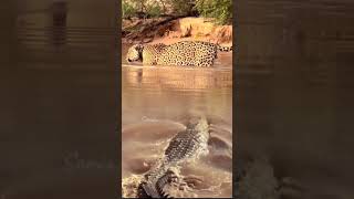 Crocodile stalks leopard from behind crocodile leopard [upl. by Odlabu]