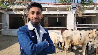 Calf Rearing  Milk Replacer  Dairy Farming Pakistan PkJanwarMandi DrMuzzammil JaniBest [upl. by Dagley]