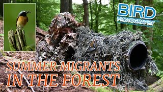 Summer Migrants in the Forest Bird Photography Finding your subject [upl. by Deer]