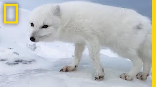 A Friendly Arctic Fox Greets Explorers  National Geographic [upl. by Ward]