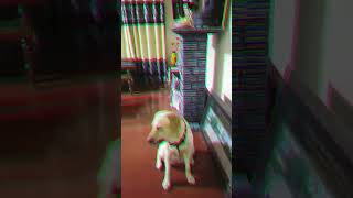 මොලි බබා පුංචි කාලේ  cute Labrador Puppy labradorpuppy ❤️😍 [upl. by Innor]