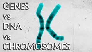 Genes vs DNA vs Chromosomes  Instant Egghead 19 [upl. by Kenweigh]