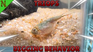 Triops Digging Behavior [upl. by Pinkerton]