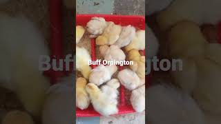 Buff Orpington chicks sergeRuleFarm [upl. by Danelle]