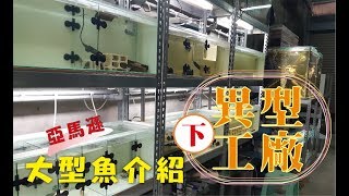 異型工廠下 Fish roomL333 Hypancistrus 2 [upl. by Lorenzana]