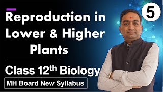 Reproduction in Lower and Higher Plants Class 12th Biology Part 5 [upl. by Puna]