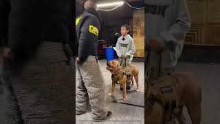 Un Chien Militaire Montre Ses Compétences 🤯 expliqué [upl. by Derej855]